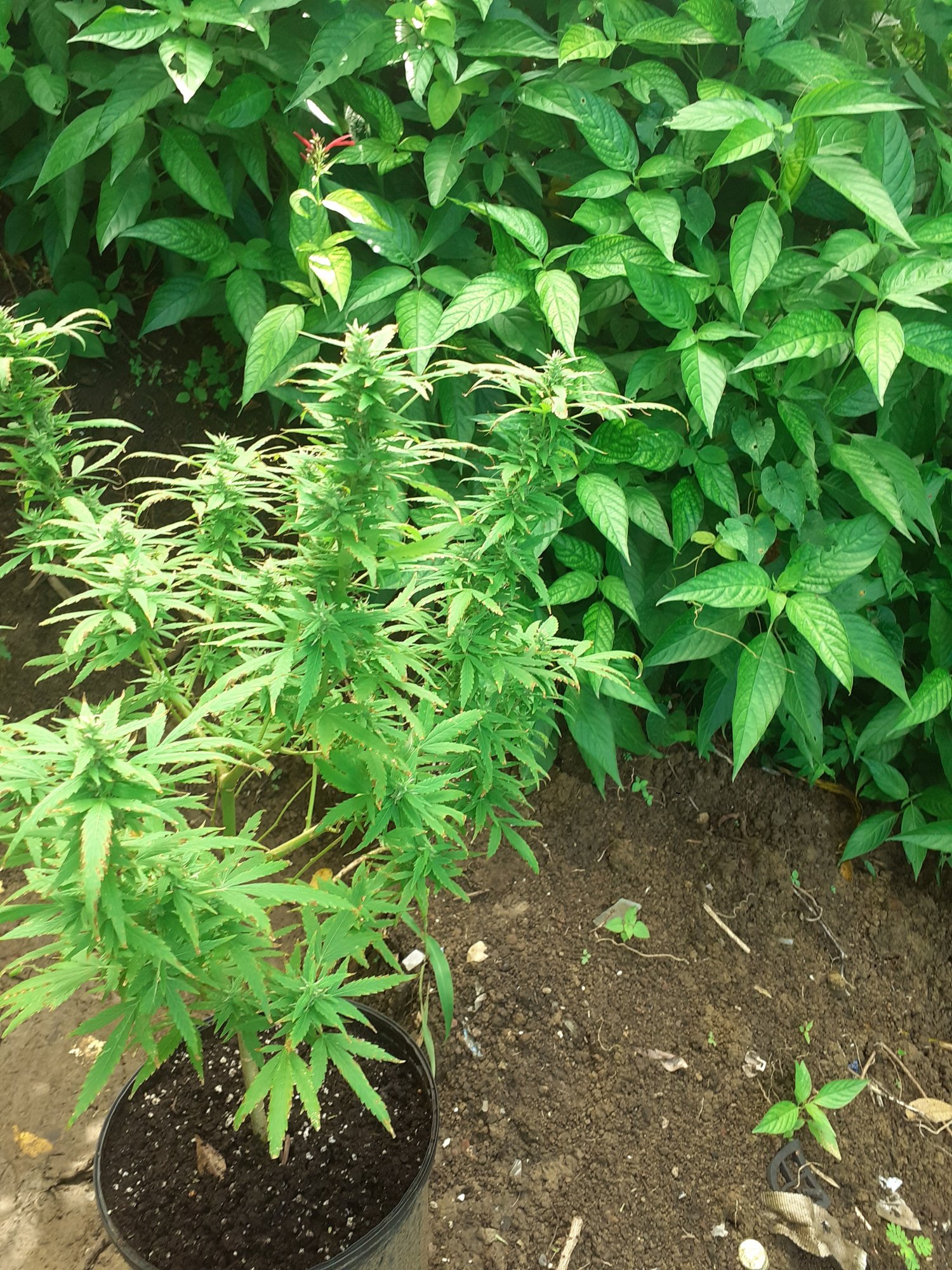 My first time growing marijuana