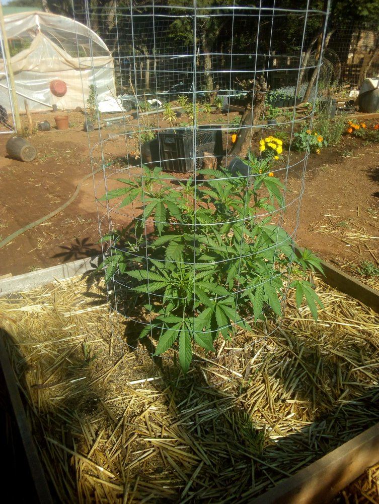 My garden 11
