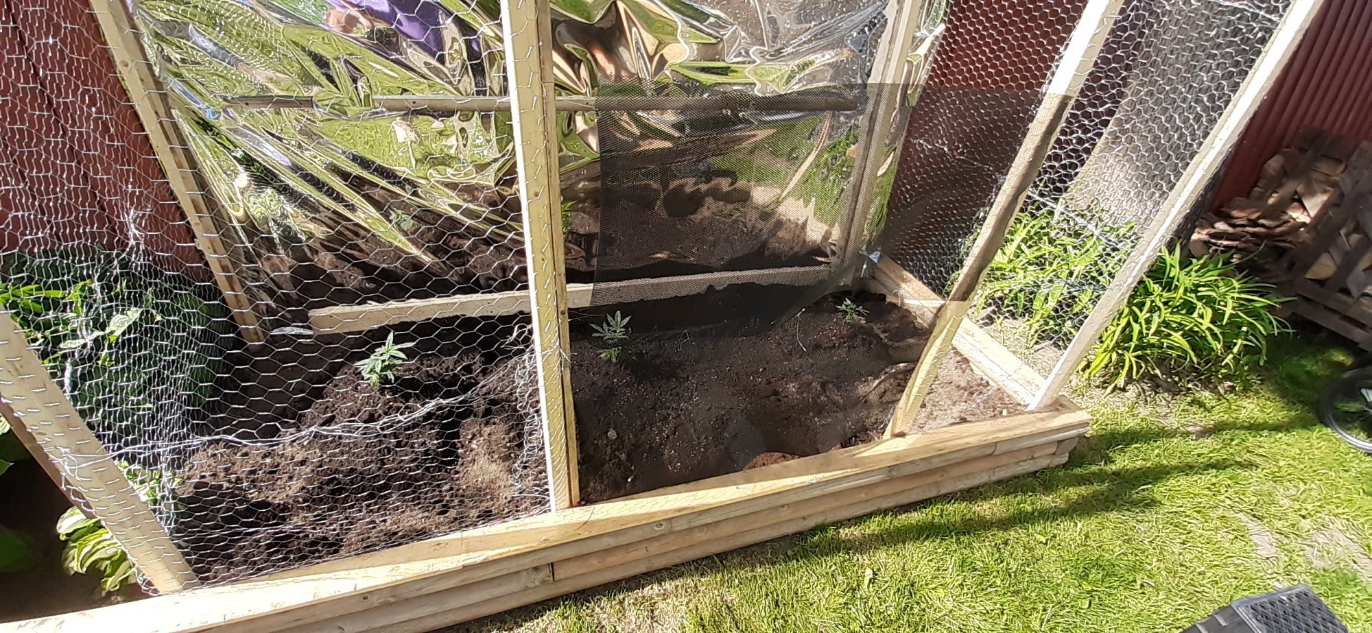 My garden 11