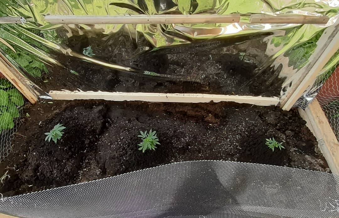 My garden 12