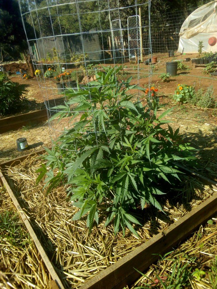 My garden 3
