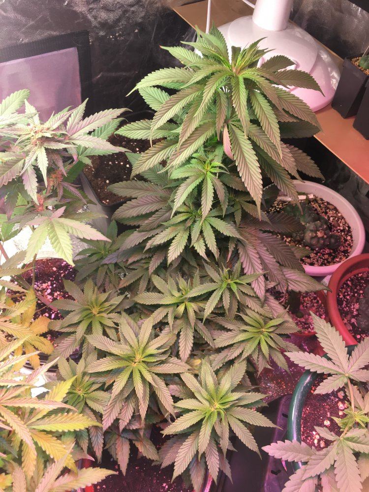 My garden 4
