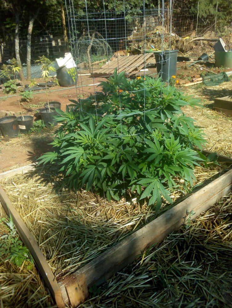 My garden 4
