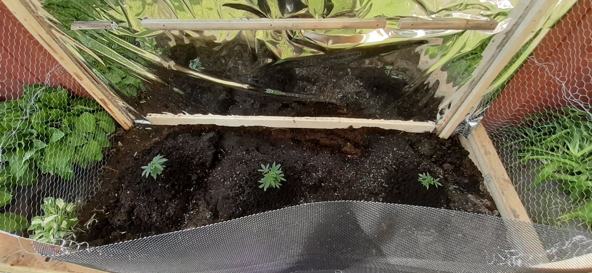 My garden 6