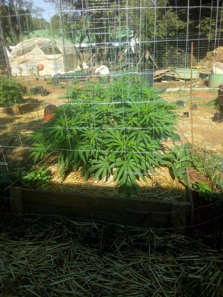 My garden 8