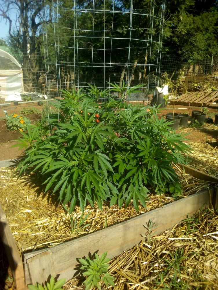 My garden 9