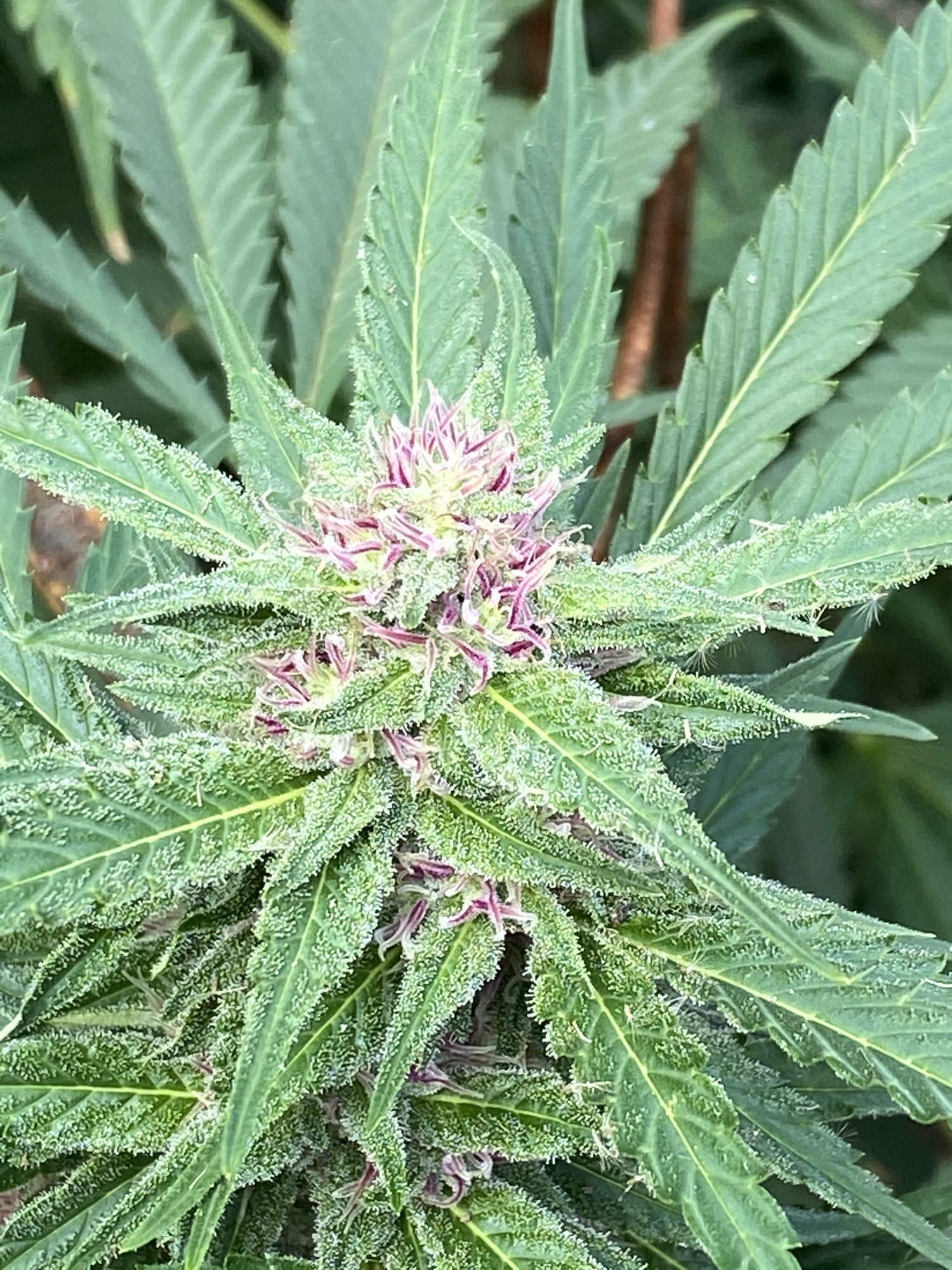 My girls looking nice and pretty  getting frosty 2