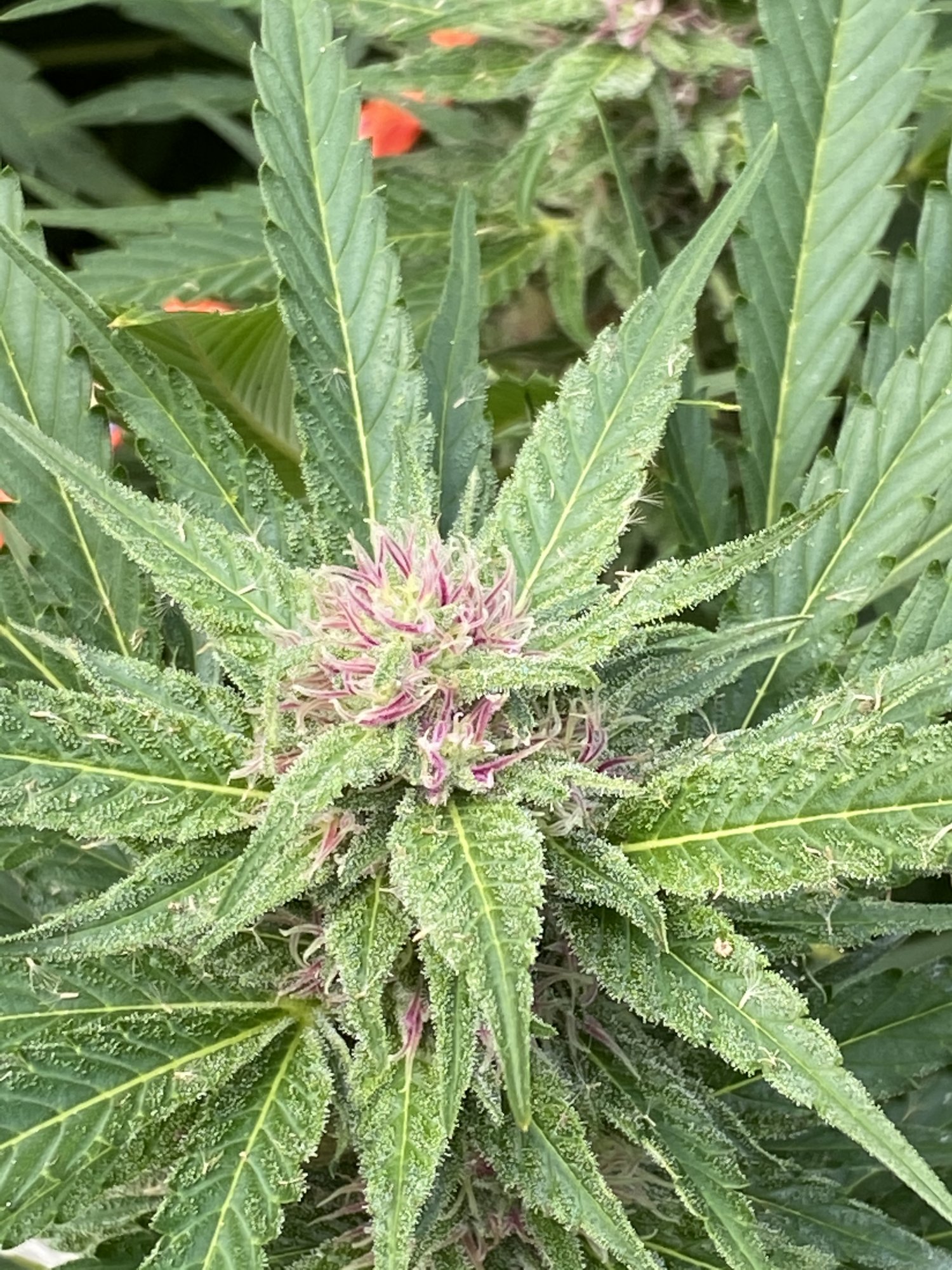 My girls looking nice and pretty  getting frosty 3