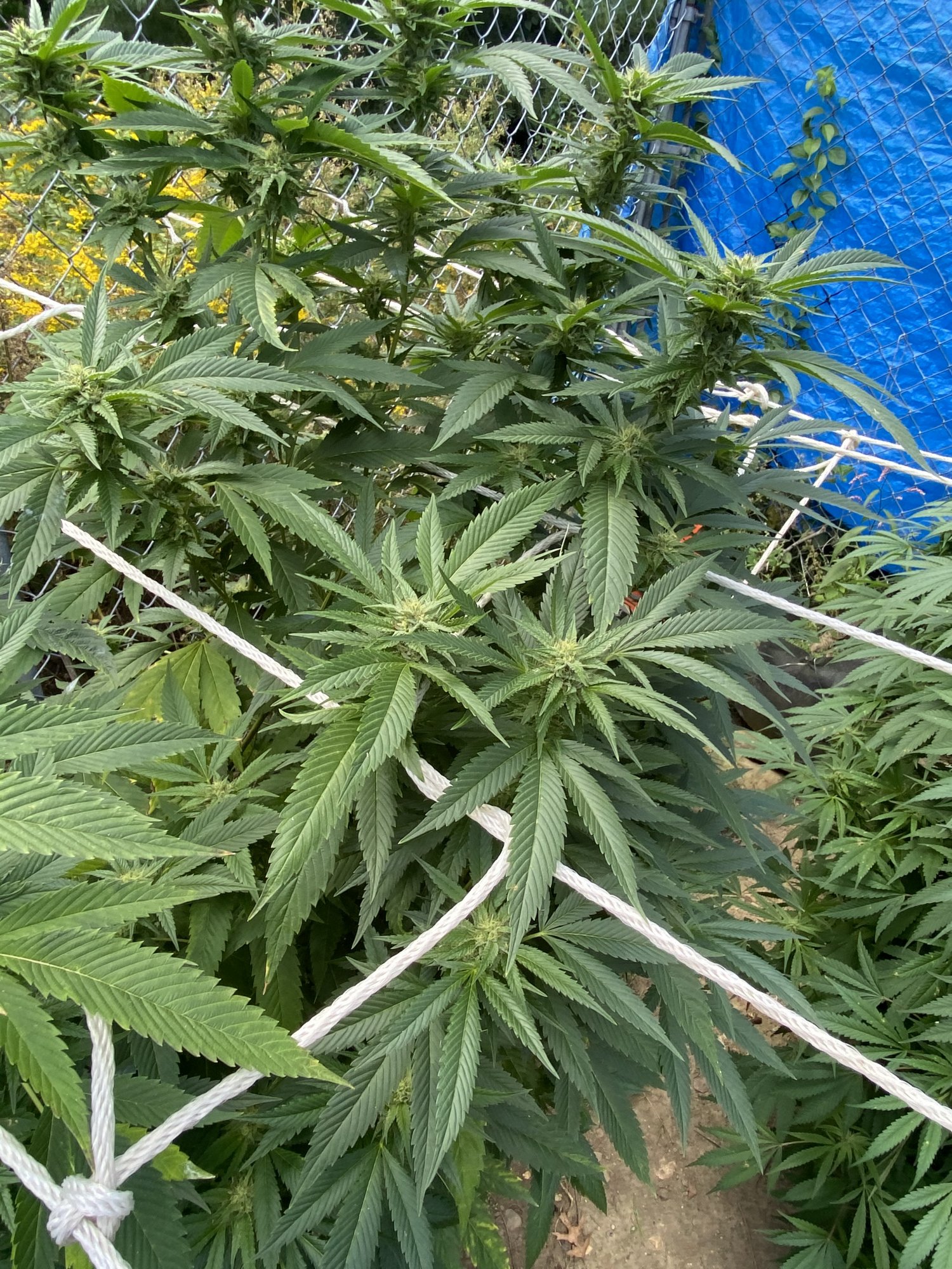 My girls looking nice and pretty  getting frosty 5