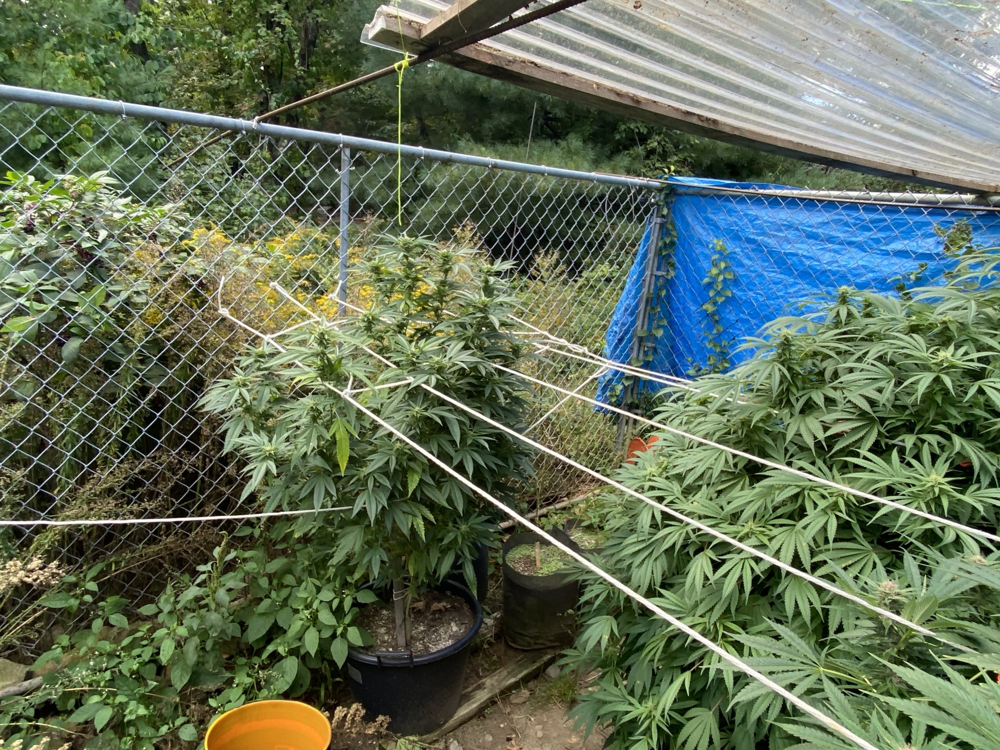 My girls looking nice and pretty  getting frosty 6