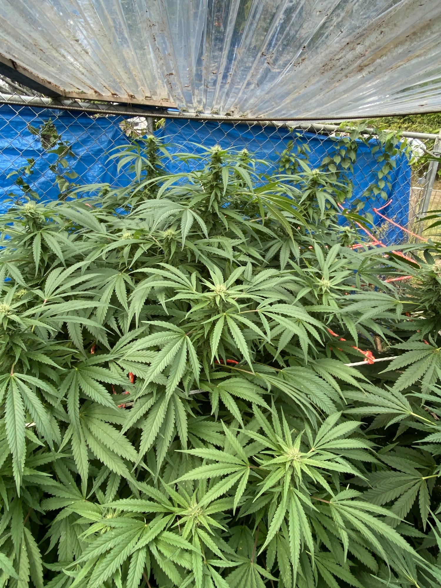 My girls looking nice and pretty  getting frosty 7