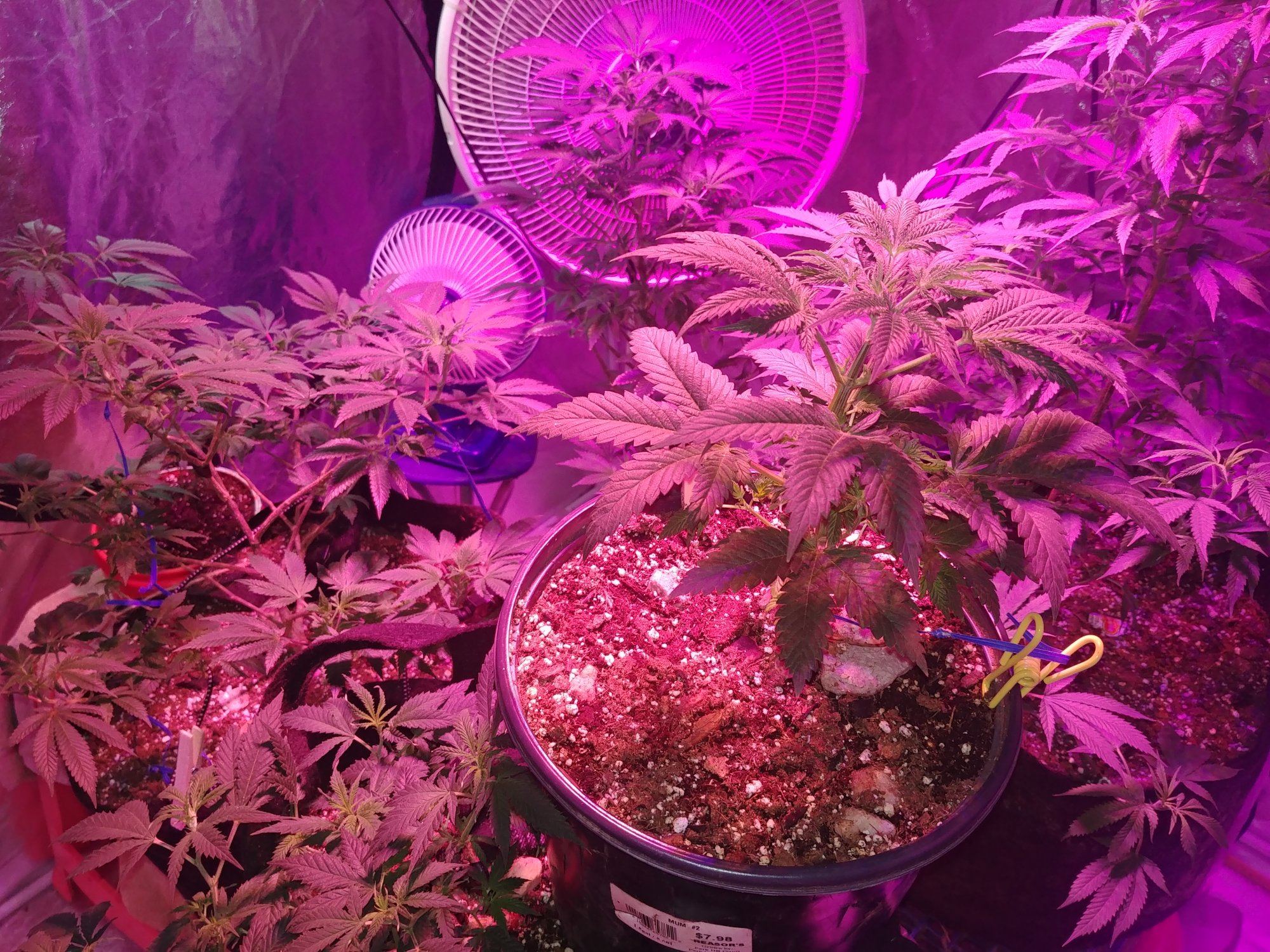 My grow 10