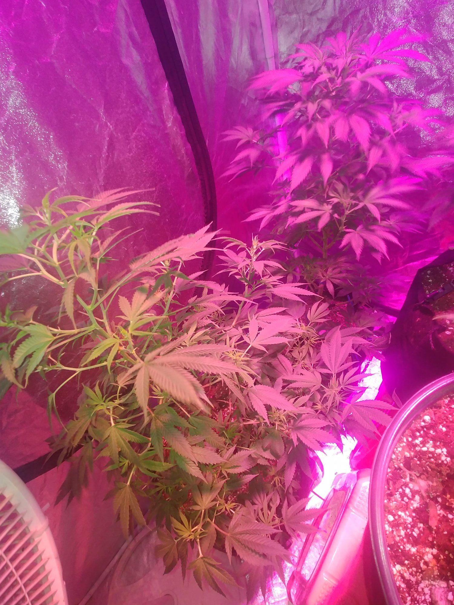 My grow 3