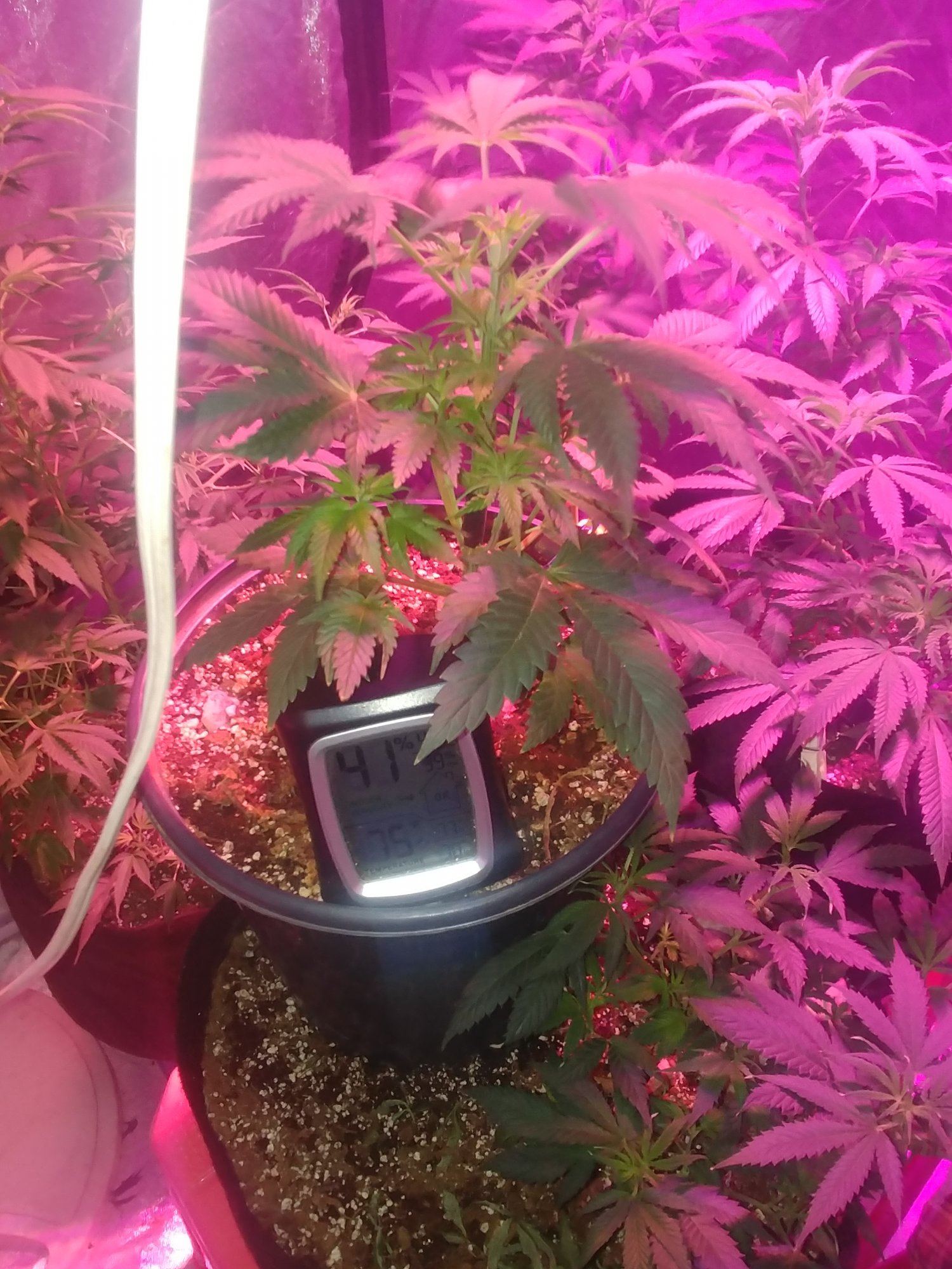My grow 4