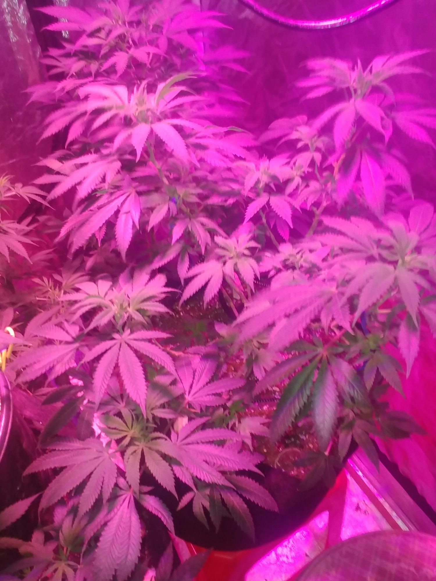 My grow 5