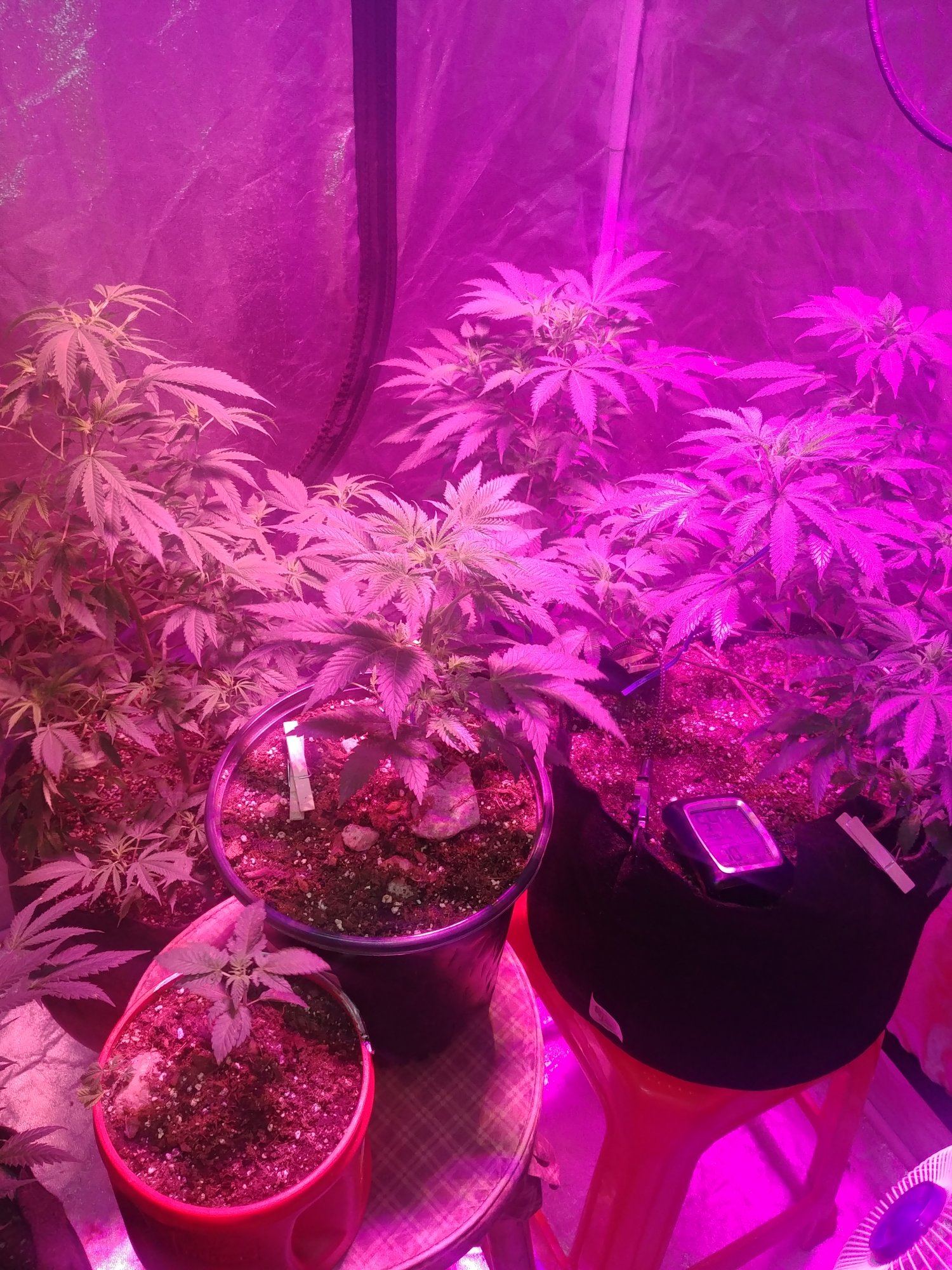 My grow 6