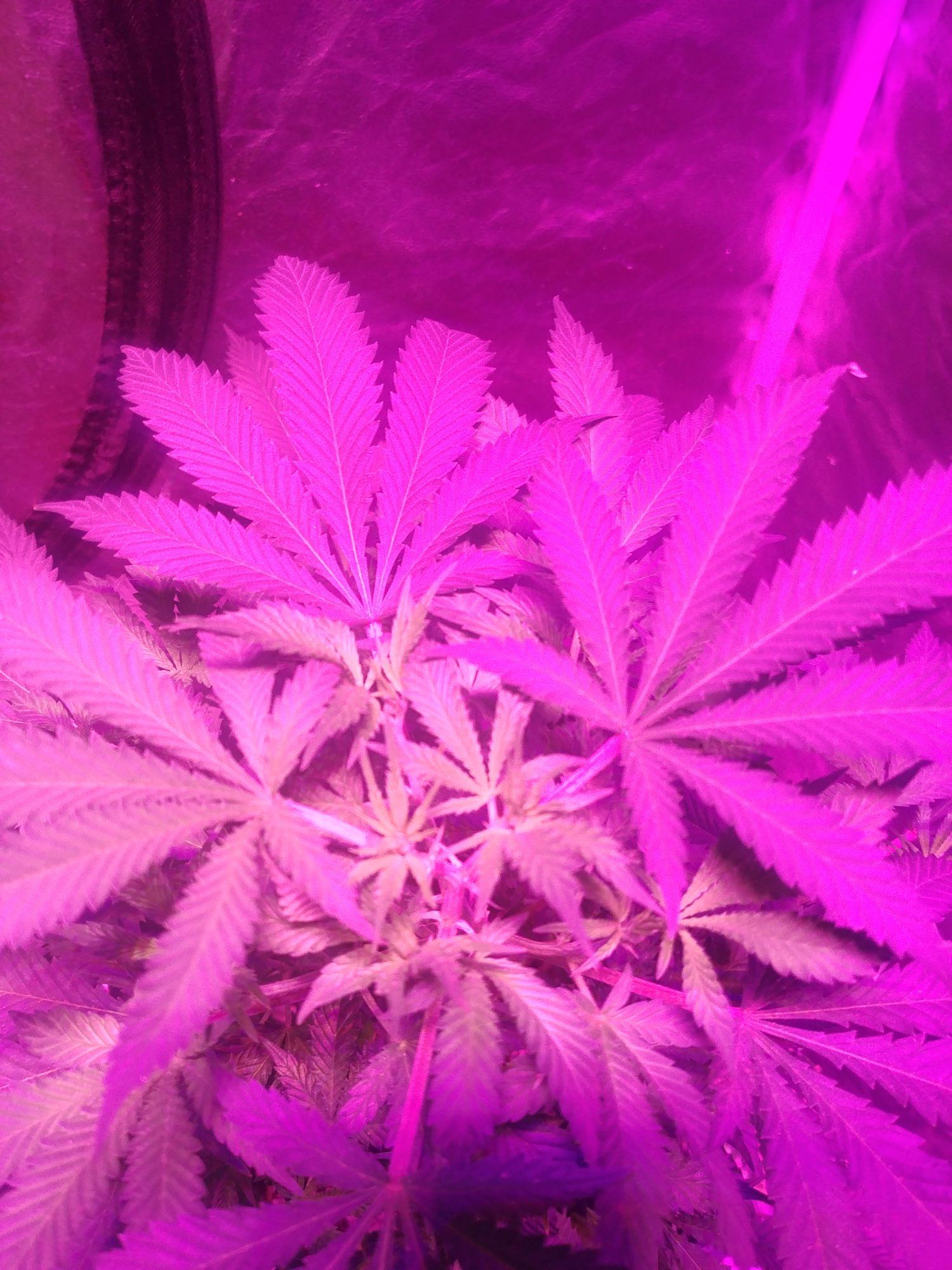 My grow 7