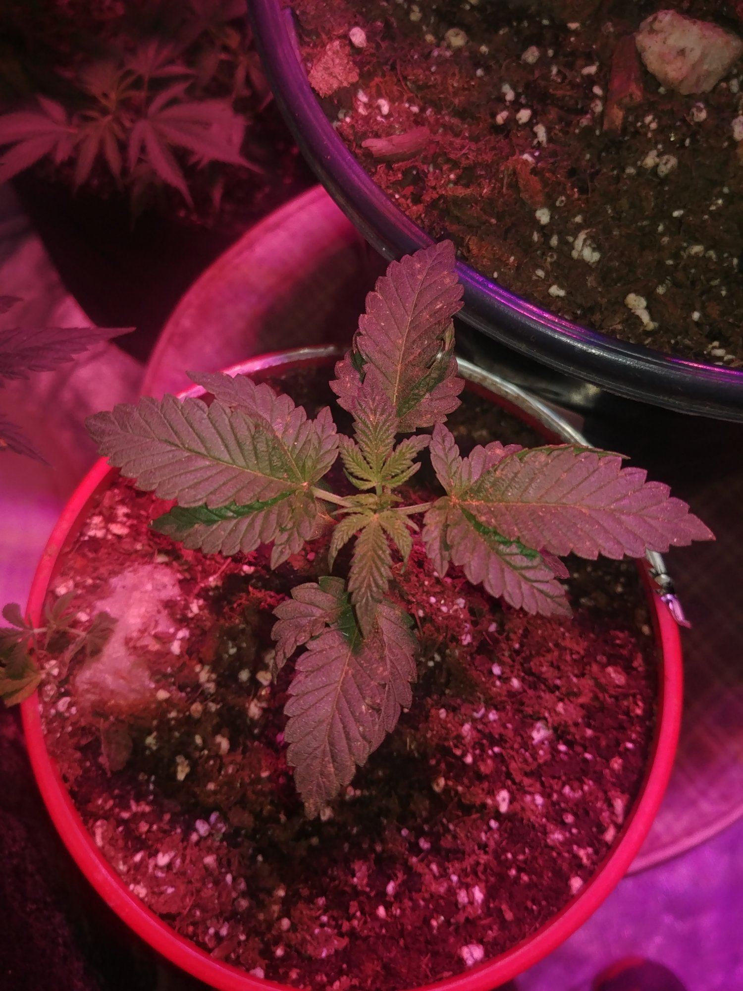My grow 8