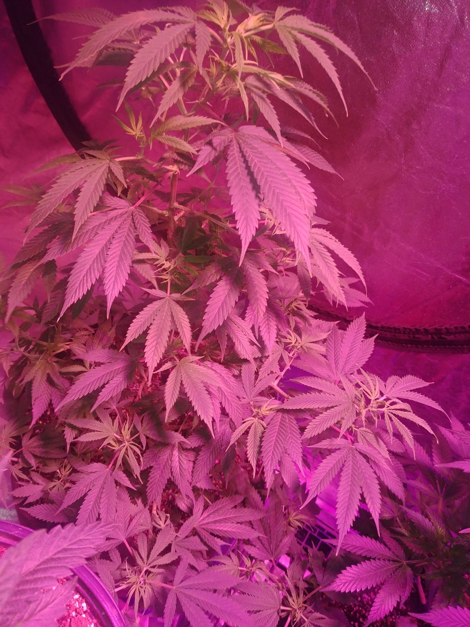 My grow 9