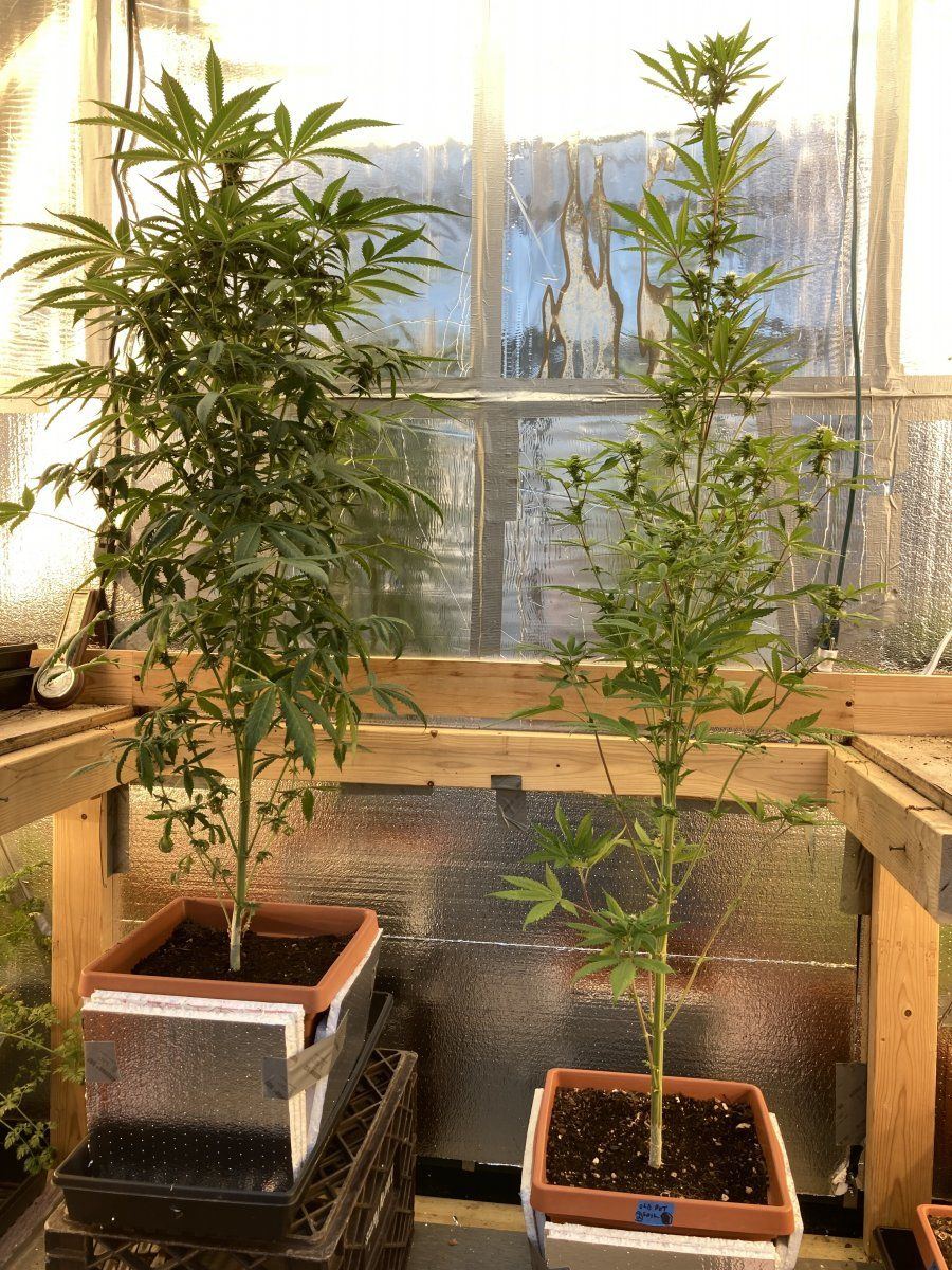 My grow diary first timer here goes 10