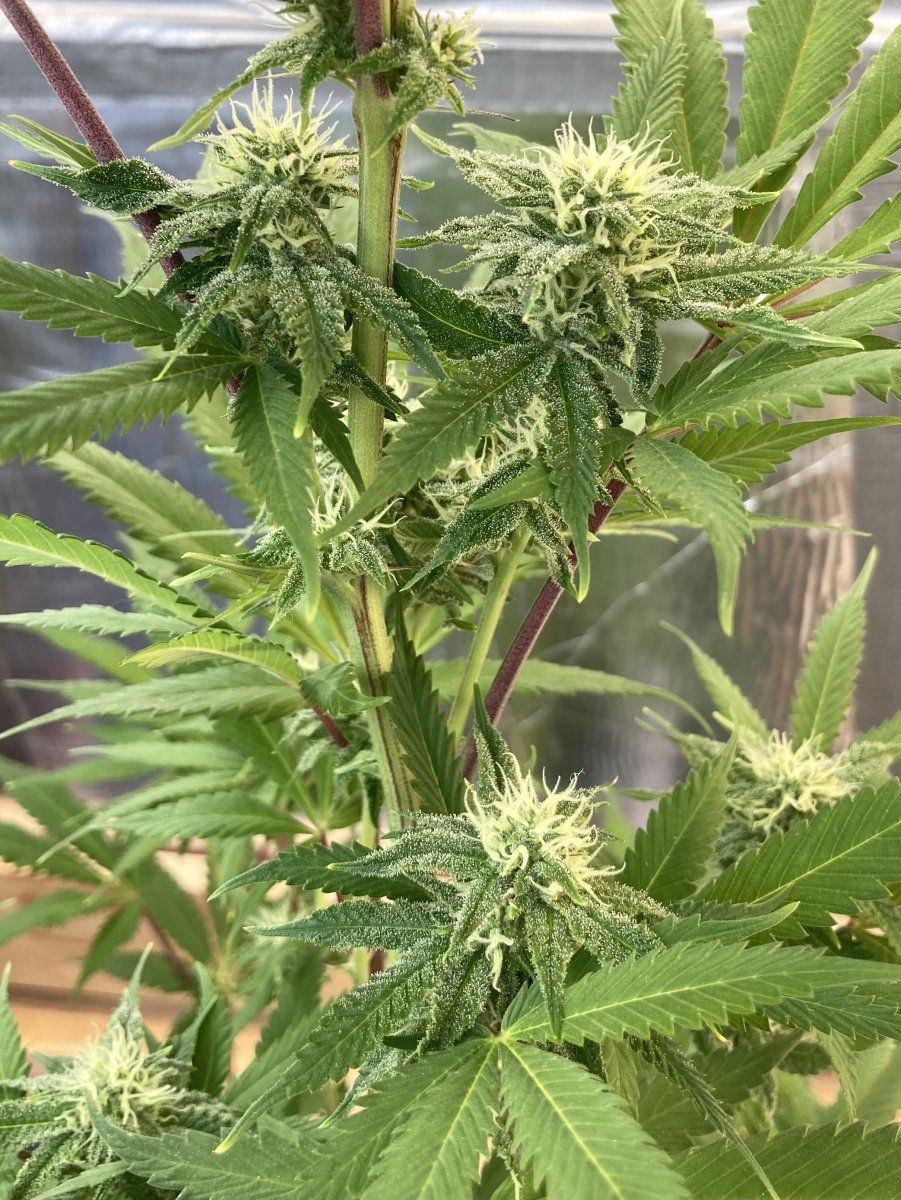 My grow diary first timer here goes 11