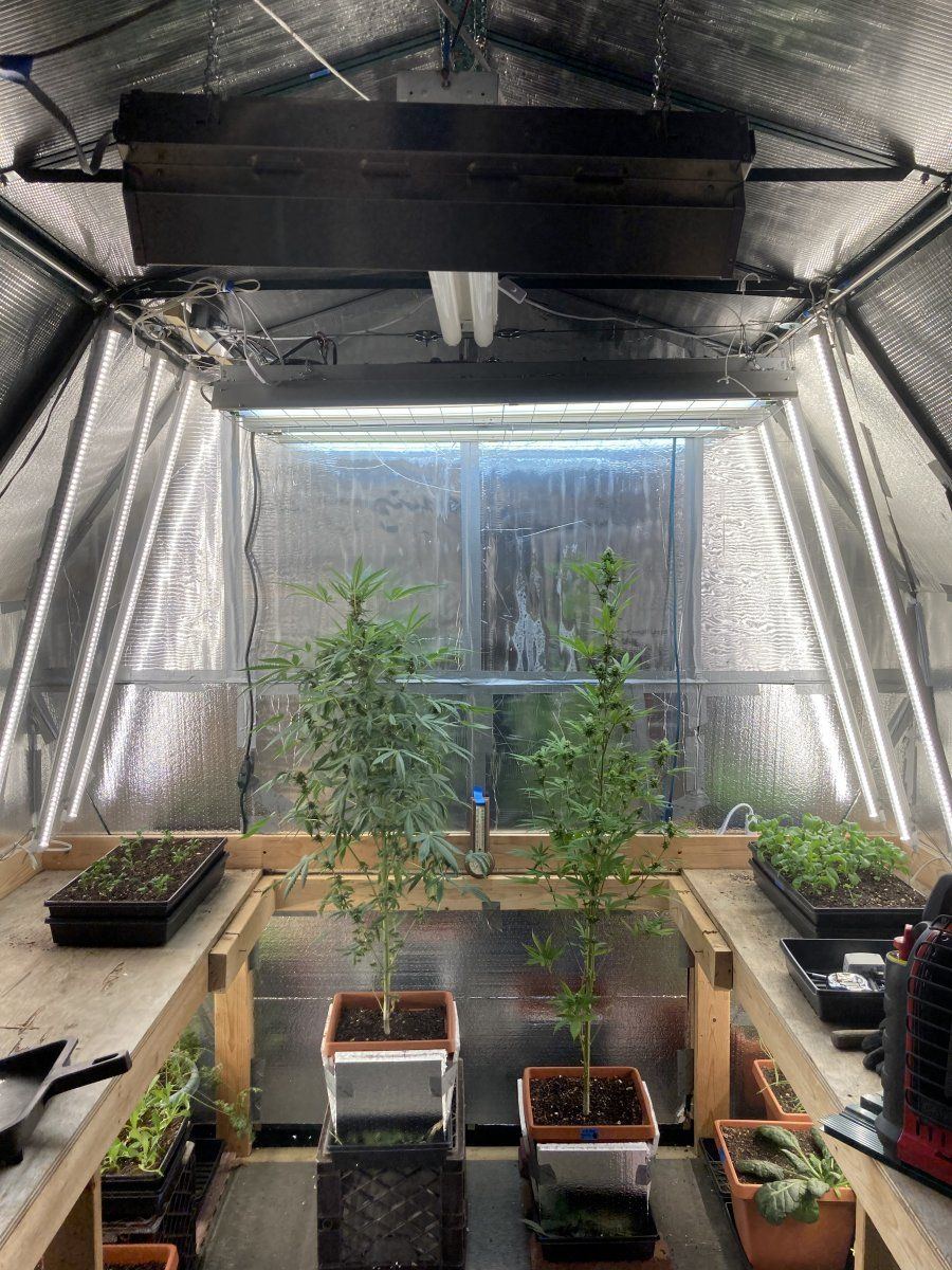 My grow diary first timer here goes 12