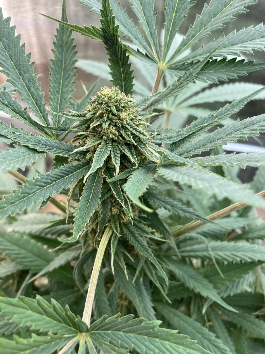My grow diary first timer here goes 13