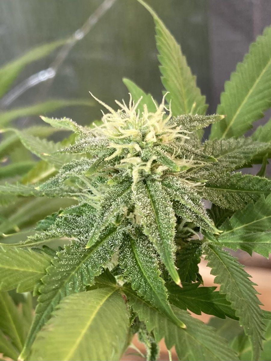 My grow diary first timer here goes 14