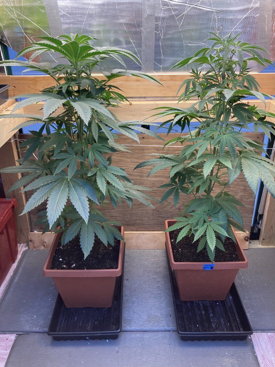 My grow diary first timer here goes 4
