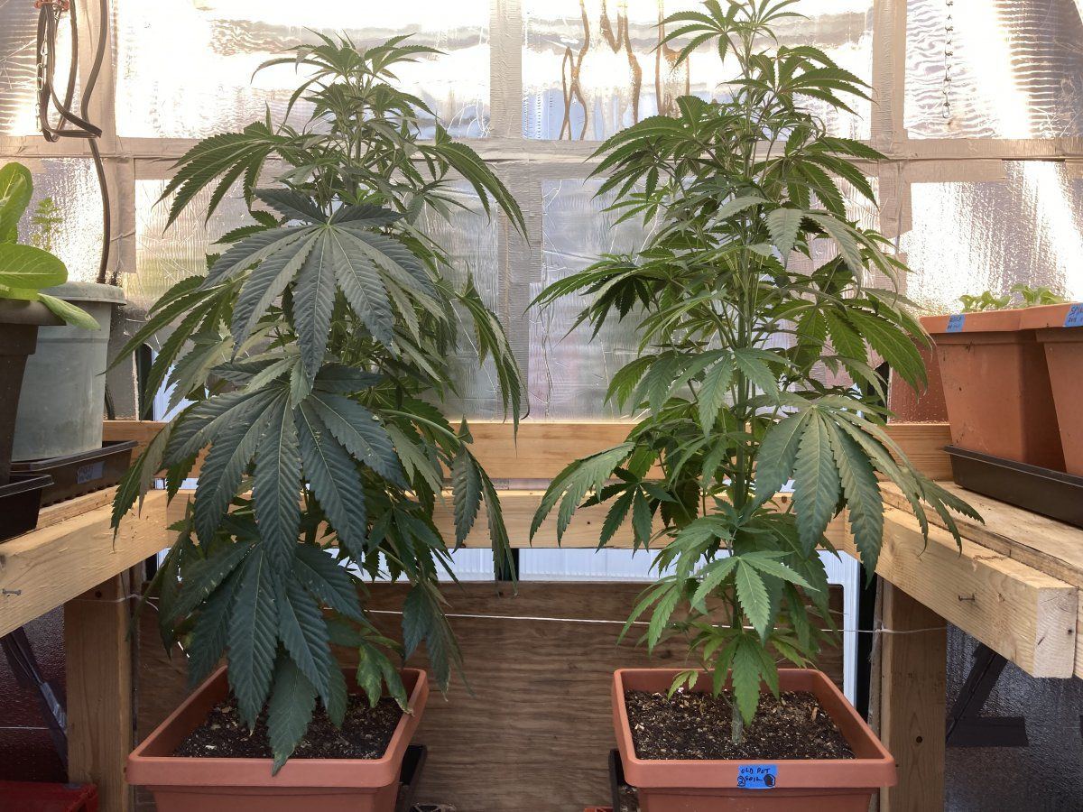 My grow diary first timer here goes 5