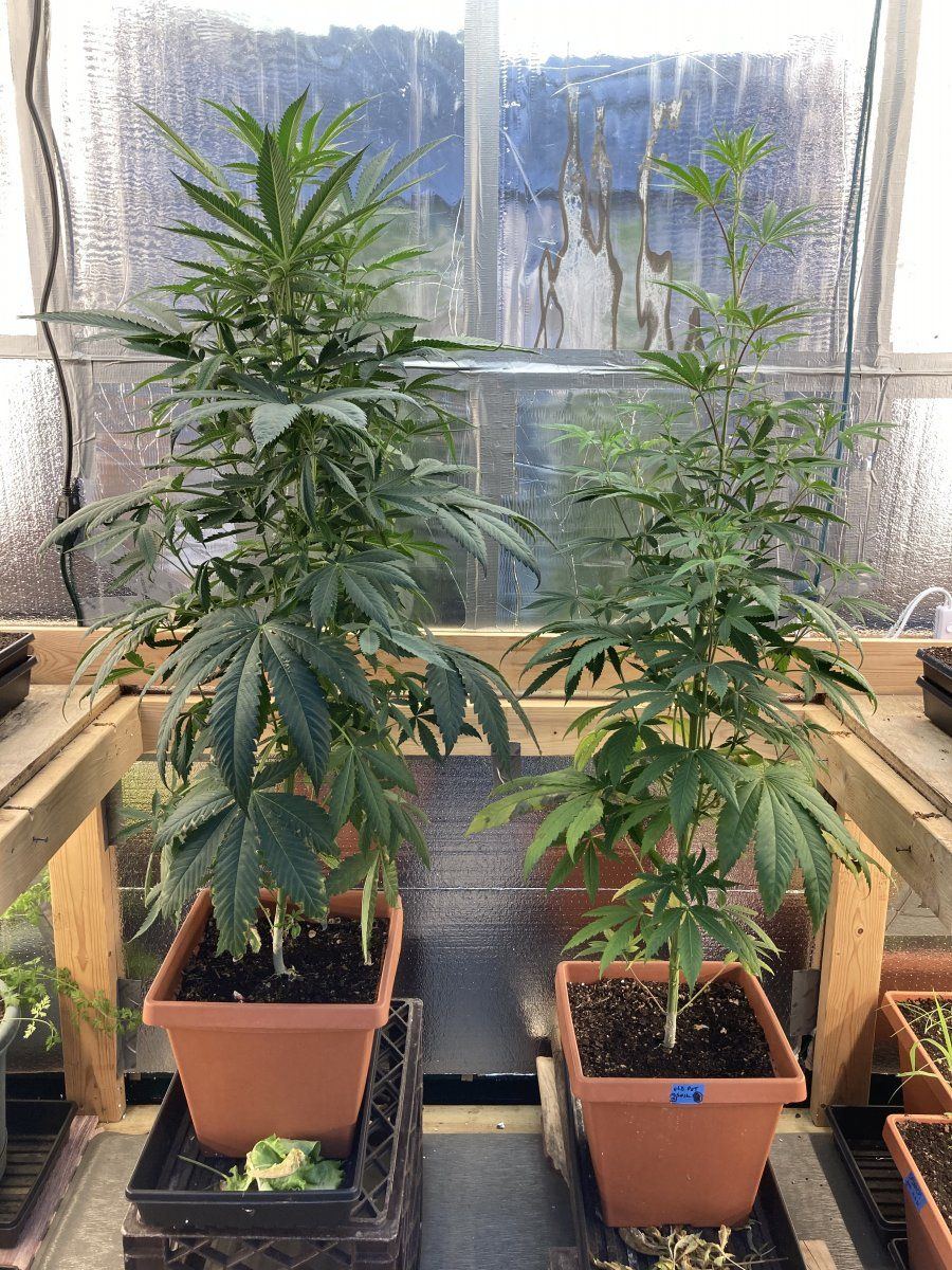 My grow diary first timer here goes 7
