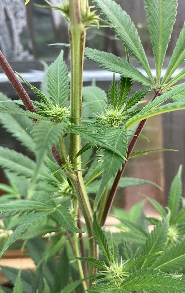 My grow diary first timer here goes 9