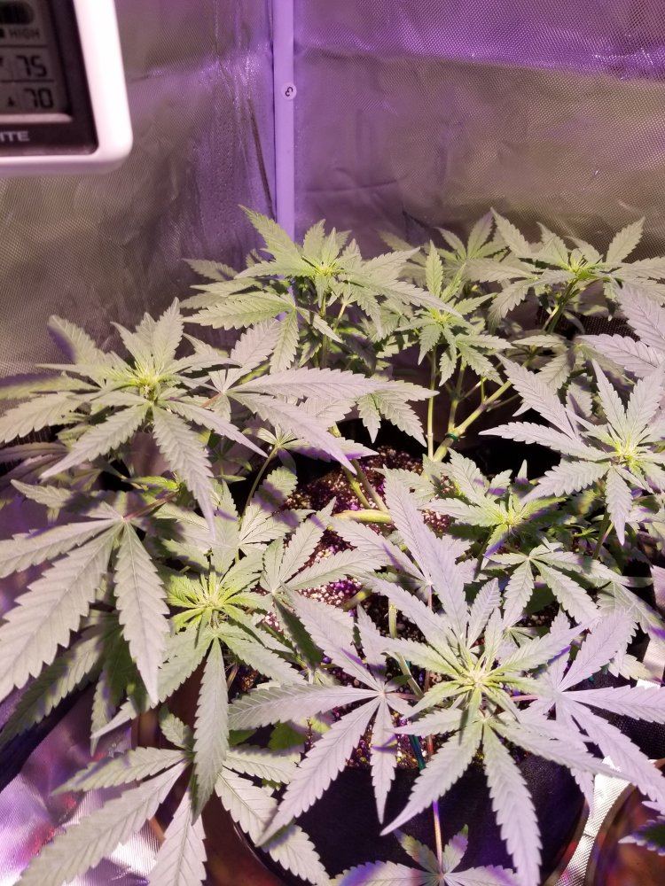 My grow please tips and advise welcome 2
