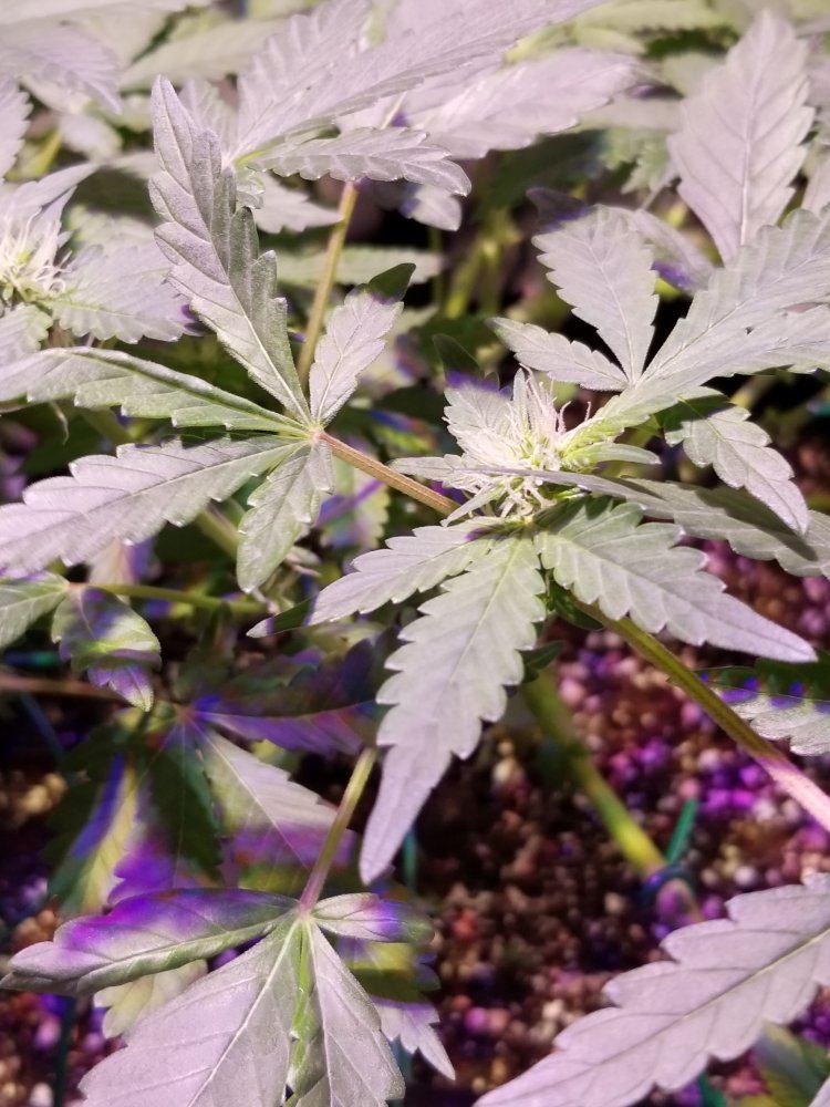 My grow please tips and advise welcome 6
