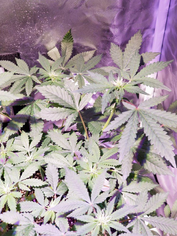 My grow please tips and advise welcome 9