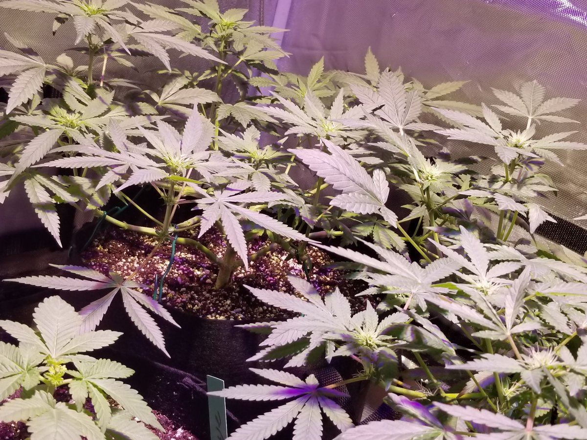 My grow please tips and advise welcome