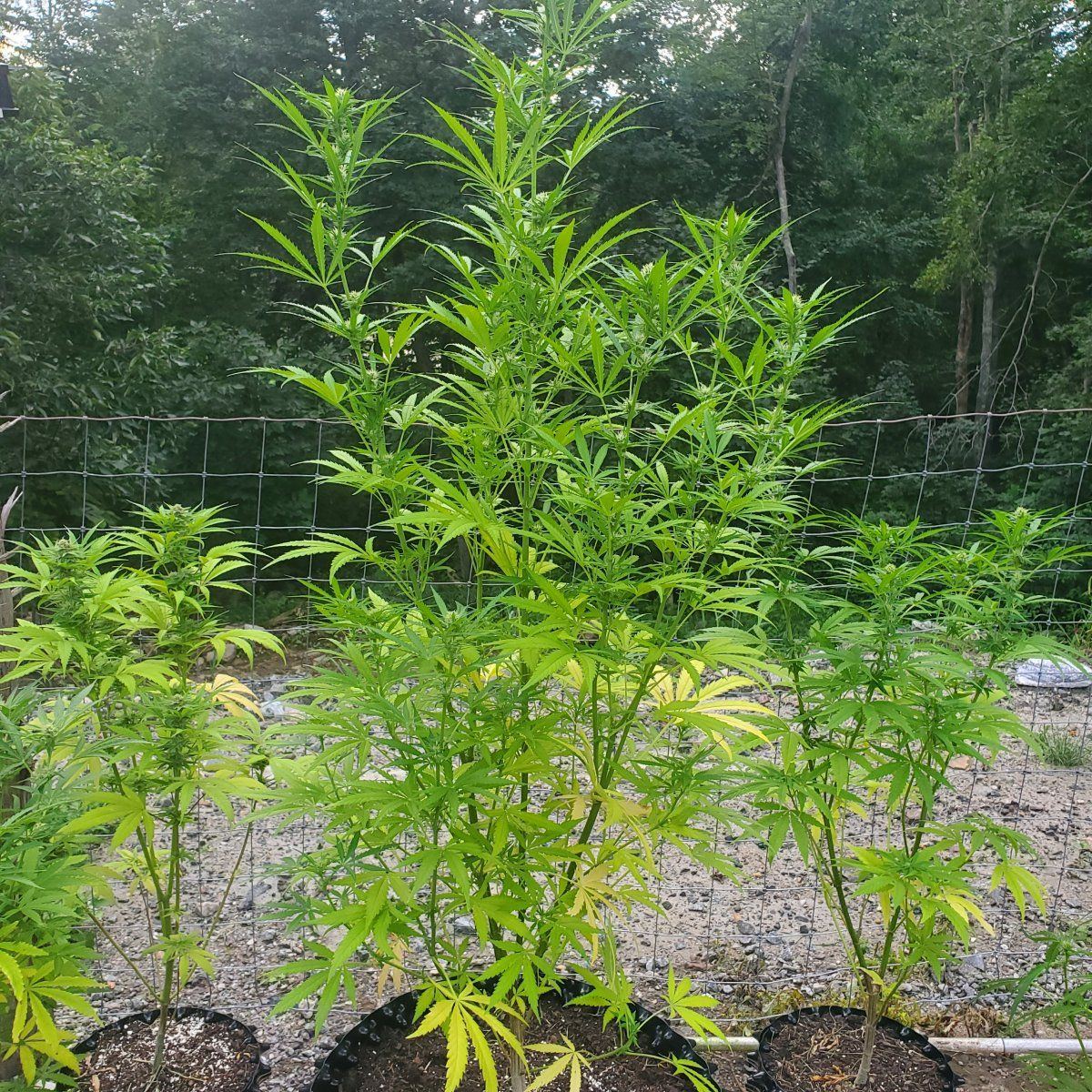 My grows mid august in ct 2