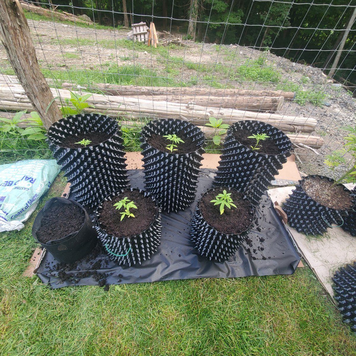 My grows mid august in ct 4