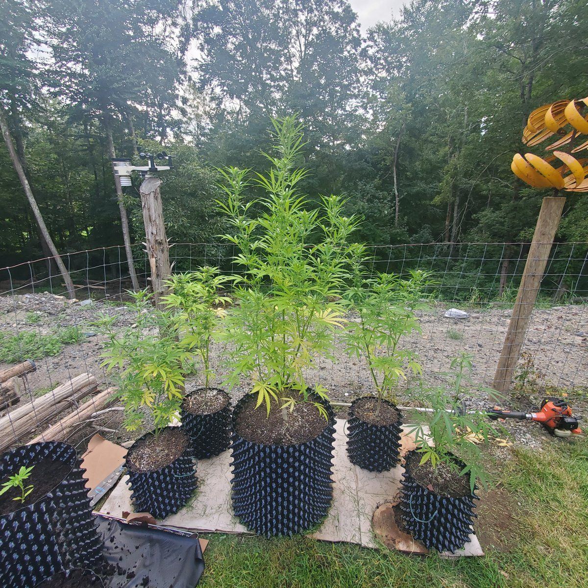 My grows mid august in ct