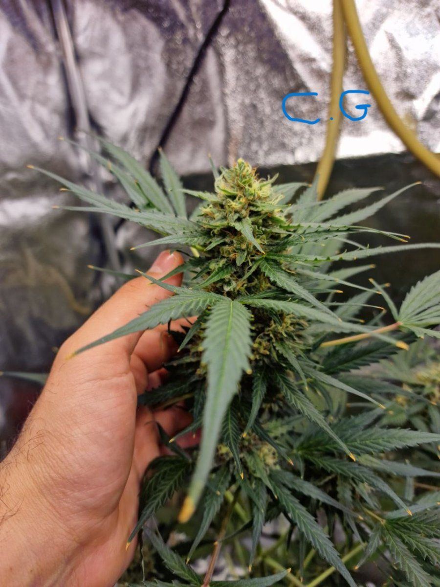 My last grow i need commentsadvise in order to improve 6