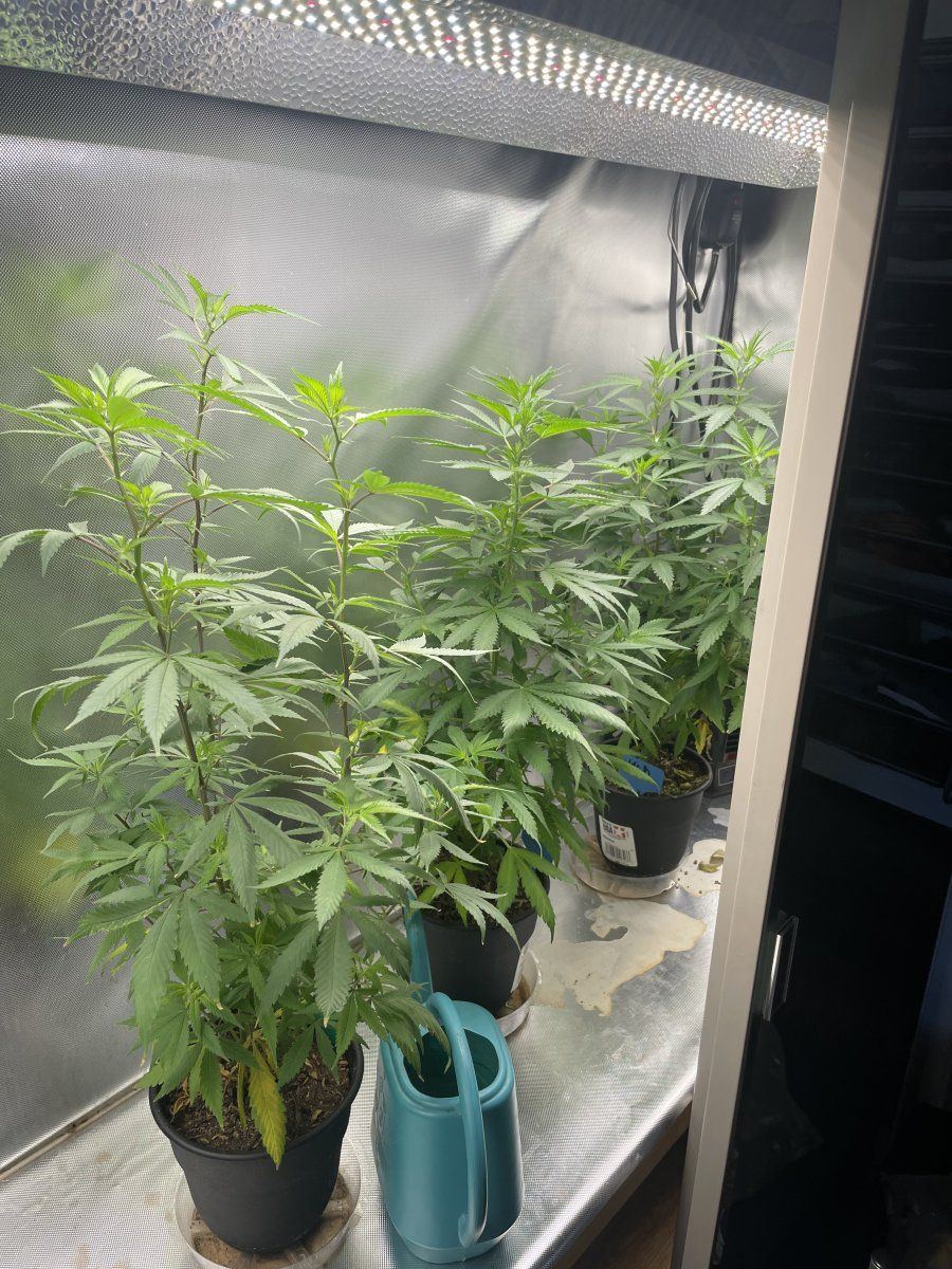 My latest grow in living soil 2