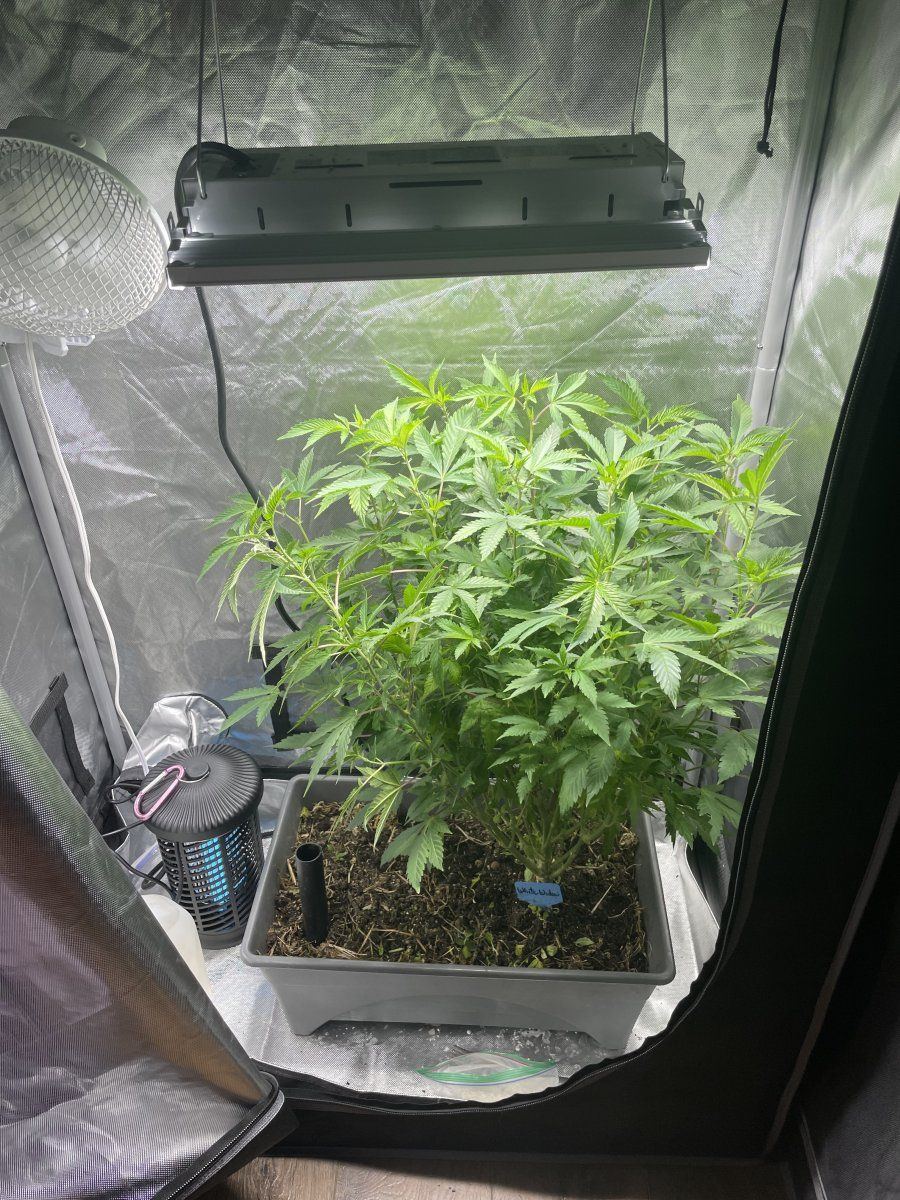 My latest grow in living soil 3