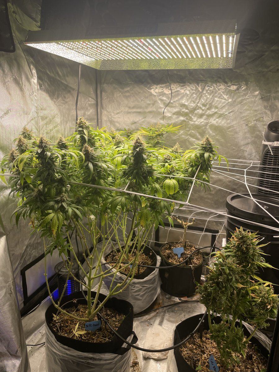 My latest grow in living soil 4