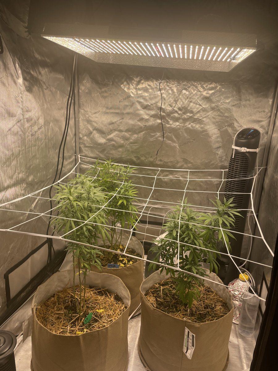 My latest grow in living soil 5