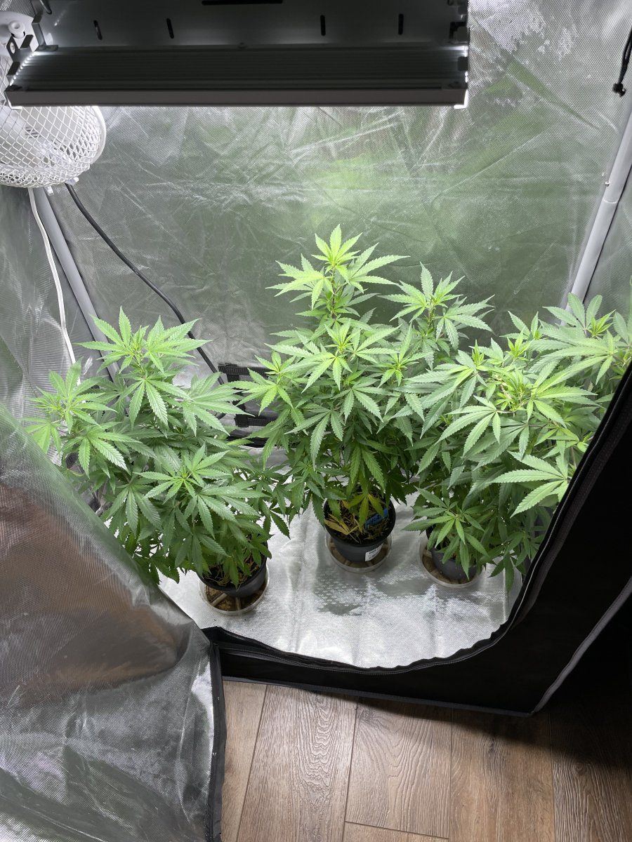 My latest grow in living soil 7