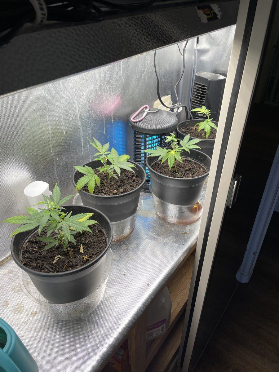 My latest grow in living soil