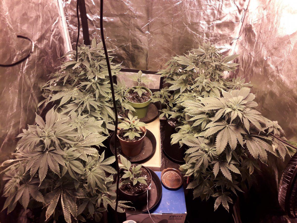 My little grow room 4 og kush automatics at 55 week and 3 baby jack herer having trouble with  4