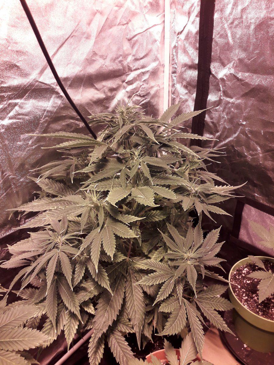 My little grow room 4 og kush automatics at 55 week and 3 baby jack herer having trouble with 