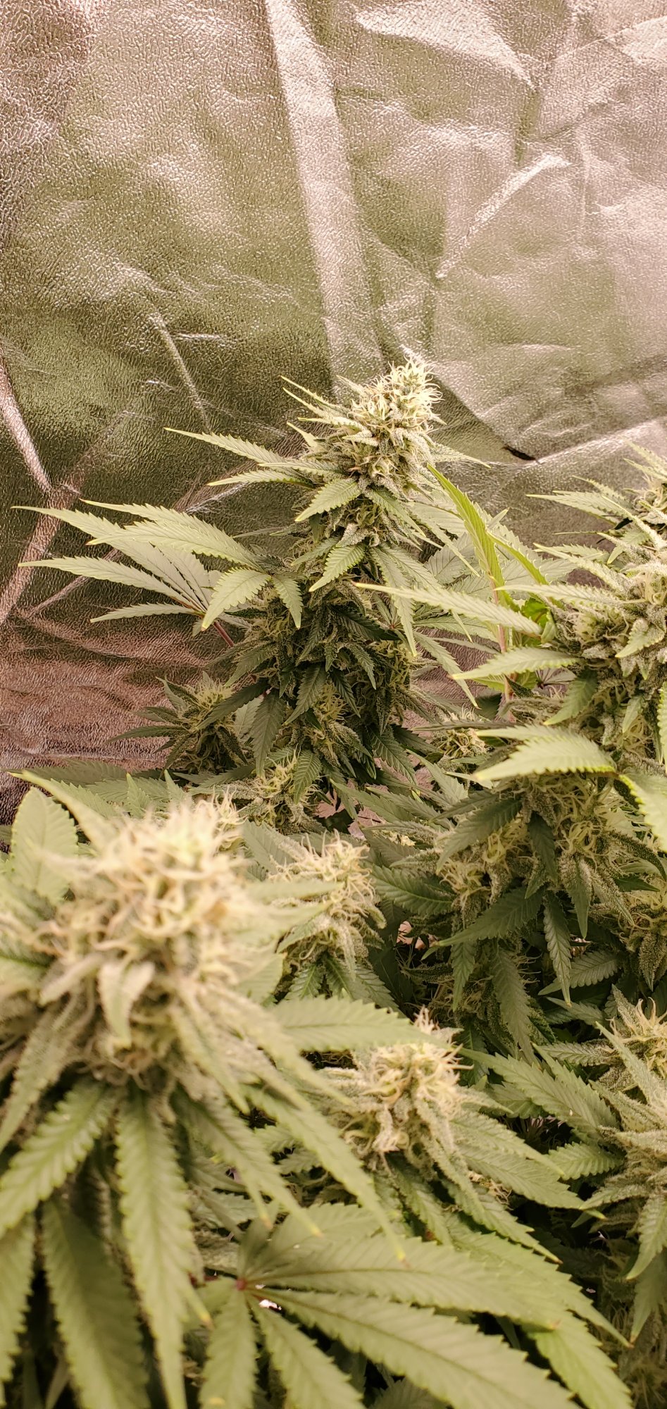 My lonely girl critical mass grow 15