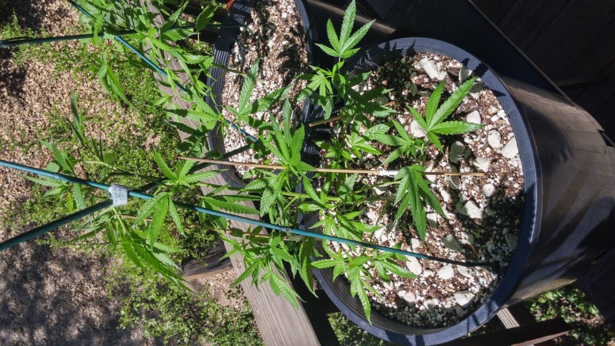 My mountain tree house grow 4